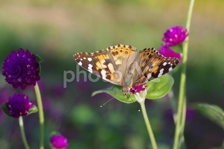 千日草とヒメアカタテハ3 千日草,花,赤い花の写真素材