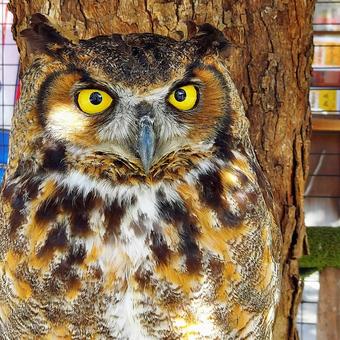 ふくろう ふくろう 鳥,ふくろう,不苦労の写真素材