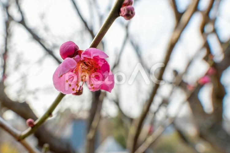 咲き始めの梅の花 梅,花,ピンクの写真素材