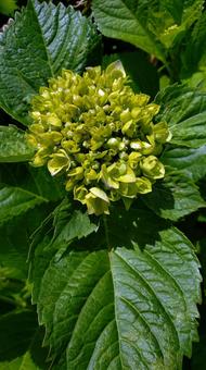 あじさいの花 あじさいの花の写真