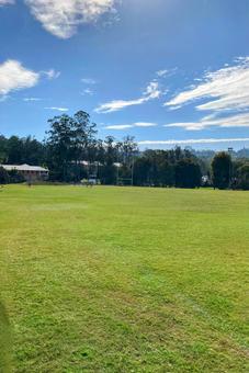 芝生 木,海外,自然の写真素材
