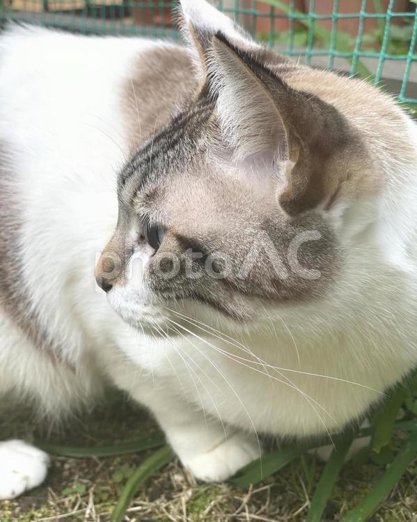 庭に出るシャムミックス猫様の横顔　縦画像 猫,シャムトラ,見つめるの写真素材