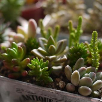 多肉植物 多肉植物の写真