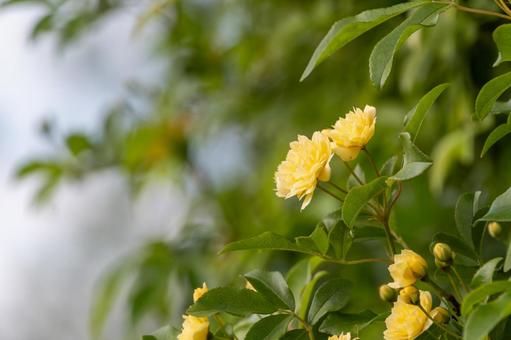 モッコウバラが彩る春の庭先 モッコウバラ,薔薇,黄色の写真素材