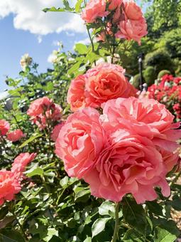 ピンクの薔薇3の写真