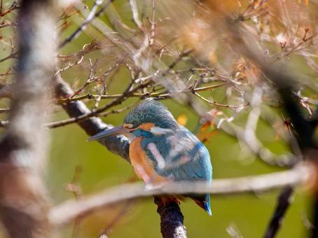 枝にとまるカワセミ 枝にとまるカワセミ カワセミ,野鳥,鳥の写真素材