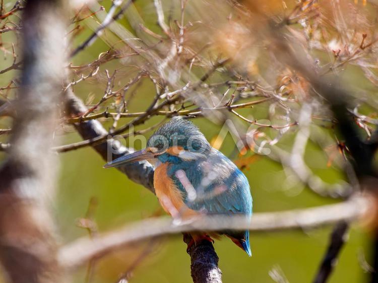 枝にとまるカワセミ カワセミ,野鳥,鳥の写真素材