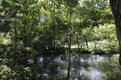 こもれ陽感じる緑の木々の森と池のある公園 こもれ陽感じる緑の木々の森と池のある公園の写真