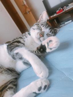 肉球を見せながら眠る猫 肉球を見せながら眠る猫 ねこ,ネコ,ペットの写真素材