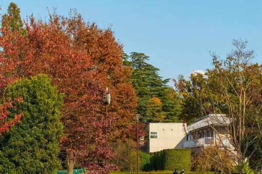石神井松の風文化公園の紅葉 石神井松の風文化公園,紅葉,晴れの写真素材