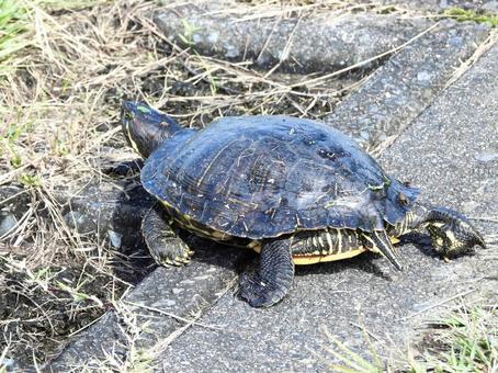 堤防の上を歩くカメ 堤防の上を歩くカメの写真