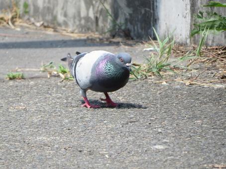 何かを見つけたカワラバト 何かを見つけたカワラバトの写真