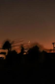 秋の向日葵と月の写真