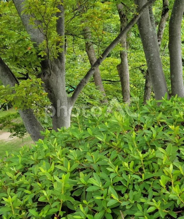 木 自然,癒し,木々の写真素材
