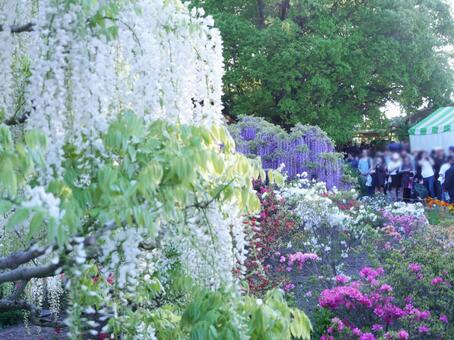 あしかがフラワーパーク｜色とりどり藤の花 あしかがフラワーパーク,ふじのはな物語,イベントの写真素材