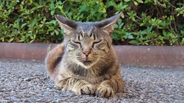 夕涼みをしているもふもふで可愛い眠り猫 夕涼みをしているもふもふで可愛い眠り猫 猫,キジトラ,昼寝の写真素材