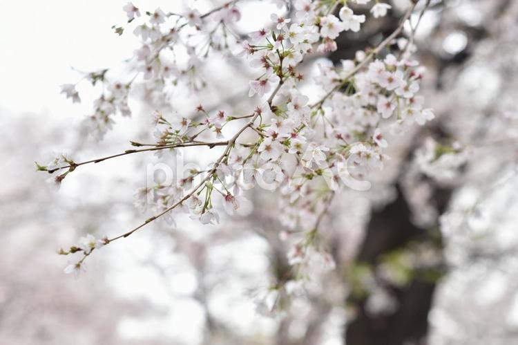 桜・さくら・ソメイヨシノ 春,風景,桜の写真素材