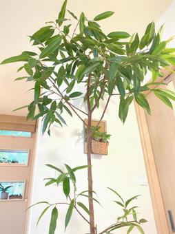 大型観葉植物　ショウナンゴム　10号鉢 大型観葉植物,ショウナンゴム,観葉植物の写真素材