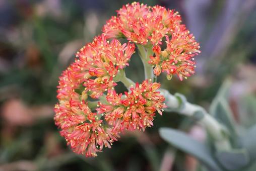 温室のサボテンの花 温室のサボテンの花 サボテン,花,オレンジの写真素材
