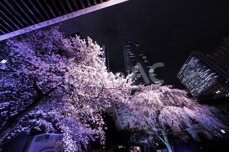 新宿の高層ビル群とライトアップされた桜 桜,夜桜,新宿の写真素材