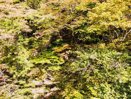 ちらりと紅葉が 紅葉,塩原温泉,秋の写真素材