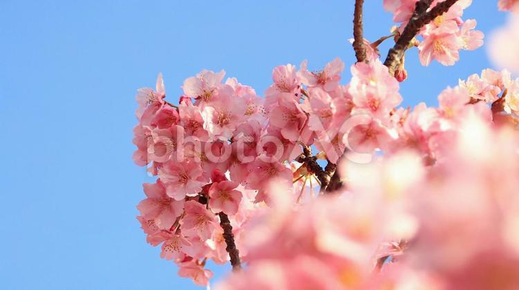 田ヶ池公園の河津桜 桜,河津桜,満開の写真素材