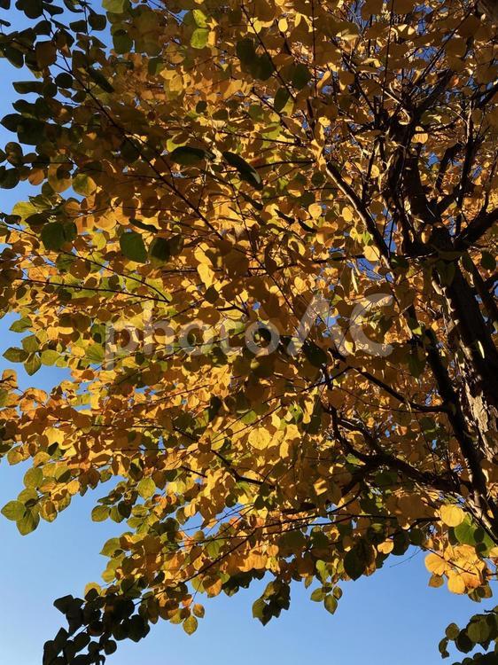紅葉のカツラの街路樹 桂の木,カツラ,紅葉の写真素材