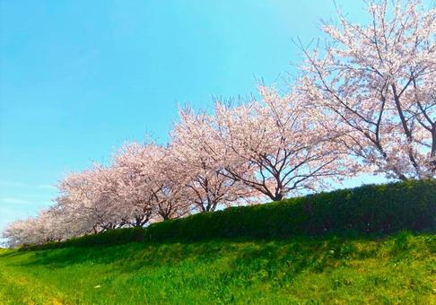 桜の花見(土手) 桜の花見(土手)の写真