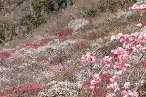 カラフルな梅林のある風景 梅,迎春,梅の花の写真素材
