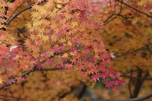 紅葉 紅葉の写真