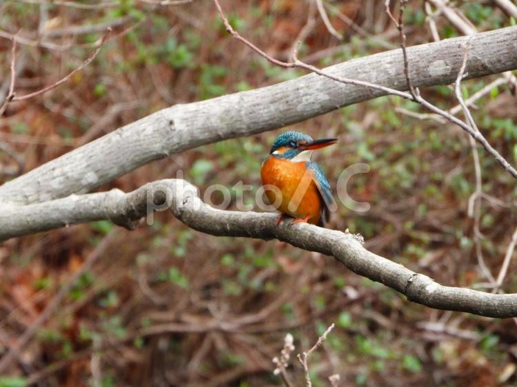 ウバメガシの枝にとまるカワセミ3 カワセミ,鳥,野鳥の写真素材