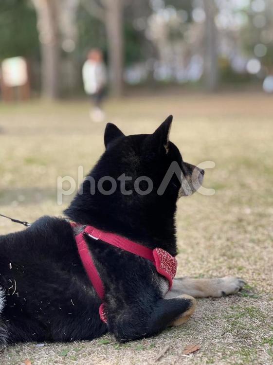 黒柴の後ろ姿 黒柴,柴犬,犬の写真素材