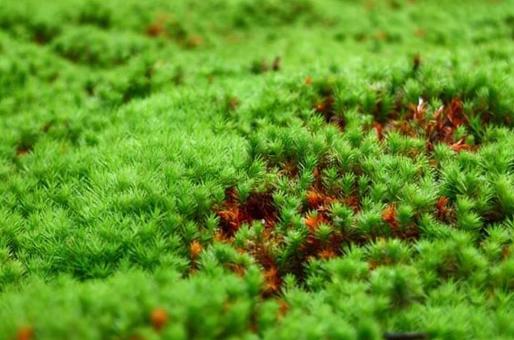 苔 苔の写真