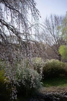 しだれ桜舞う春の川辺 桜,枝垂れ桜,しだれ桜の写真素材