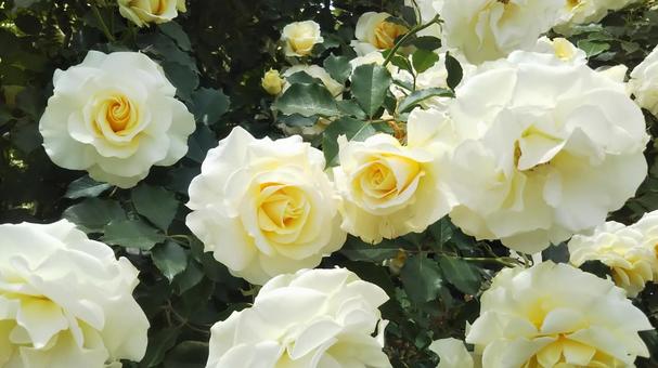 薔薇 薔薇の写真