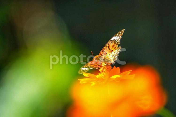 蝶々と秋桜とのハーモニー6 動物,生き物,虫の写真素材