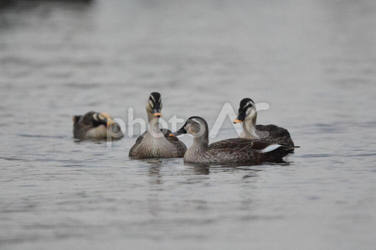 海辺で泳ぐカルガモの群れ カルガモ,鳥,海の写真素材