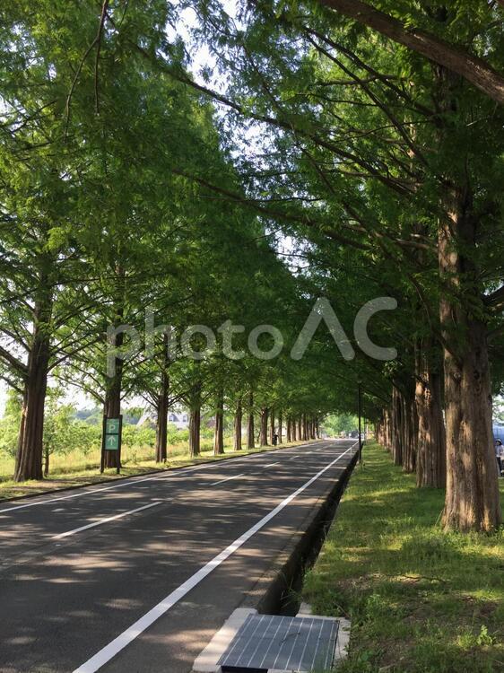 マキノ高原のメタセコイヤ並木 メタセコイヤ並木,並木,なみきの写真素材
