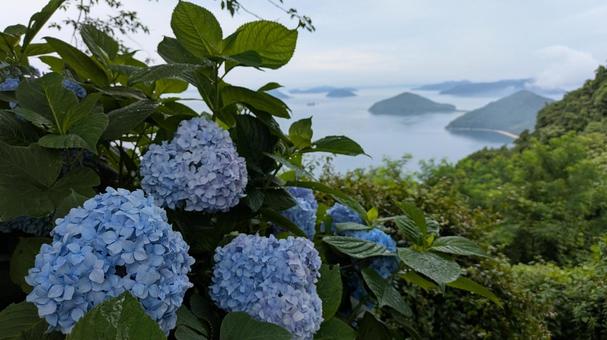 Hydrangea of Mt. Shiude 14, JPG