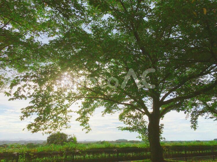 木漏れ日 空,晴れ,公園の写真素材