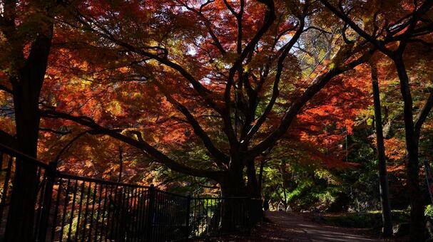 生命力あふれる木 もみじ,秋,モミジの写真素材