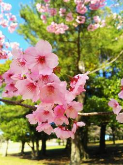 桜咲く 桜咲くの写真