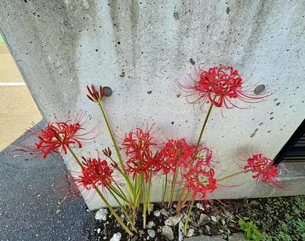 彼岸花4 彼岸花,ヒガンバナ,曼珠沙華の写真素材