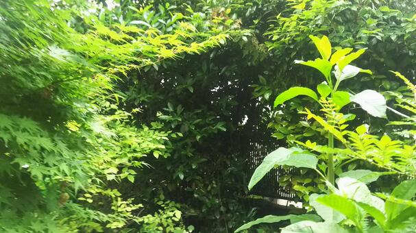 伸ばし放題の庭 伸ばし放題の庭の写真