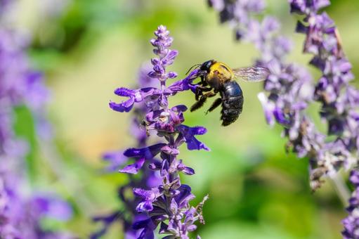 サルビアとクマバチ⑹ サルビアとクマバチ⑹ 蜂,花,サルビアの写真素材