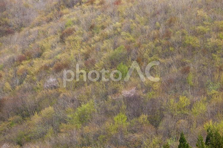 早春の芽吹きに染まる淡色の山肌 芽吹き,新緑,早春の写真素材