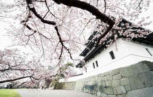松前城の桜 松前城の桜の写真