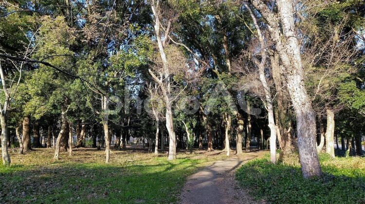 冬の森林公園の小路3 木,公園,風景の写真素材