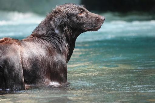 Photo, dog, large dog, retriever, 