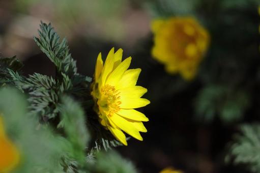 Flowers that bring happiness Flowers that bring happiness